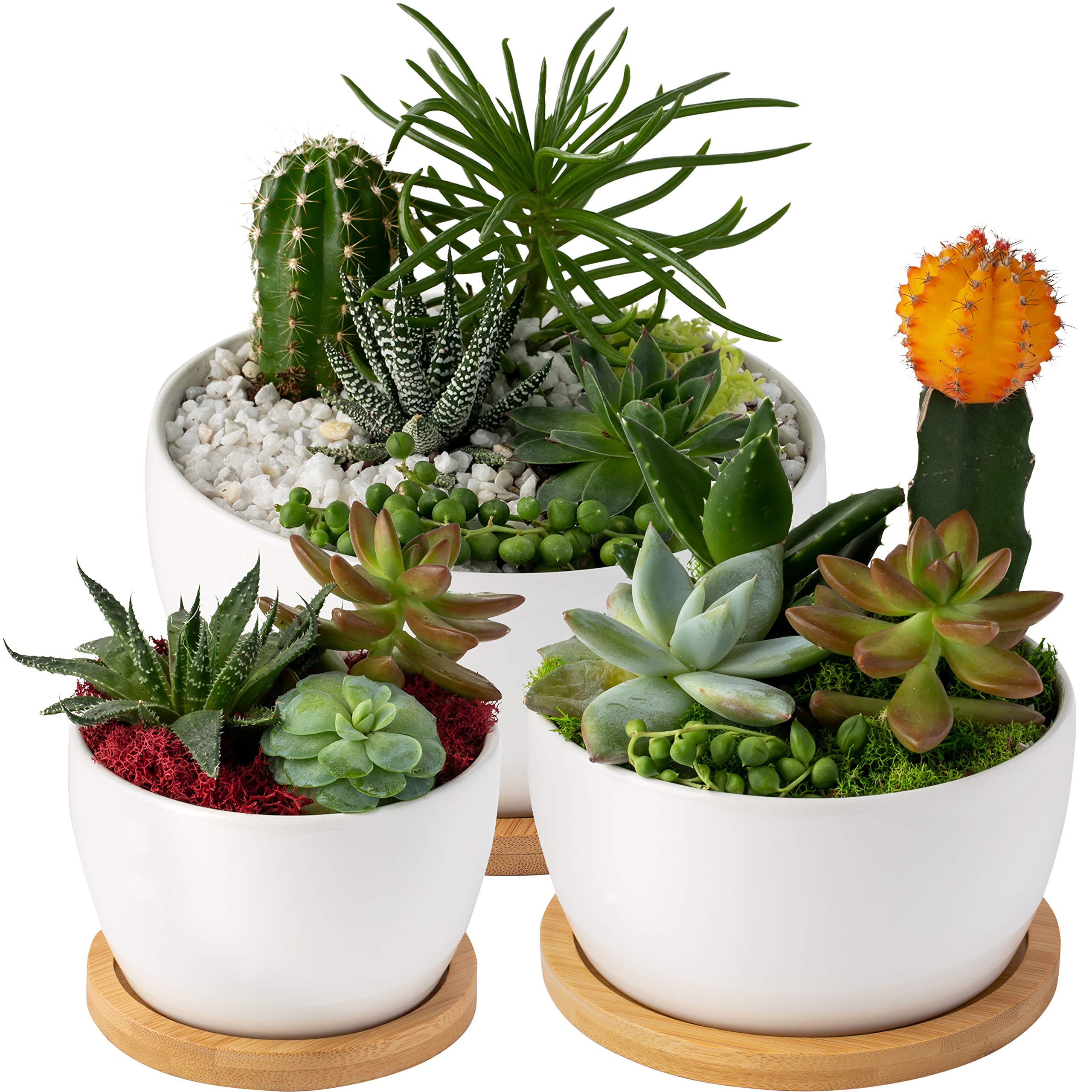 Amazon.com: DOUBLE ZED 多肉植物盆,附排水管- 3 件組優質多肉植物,附